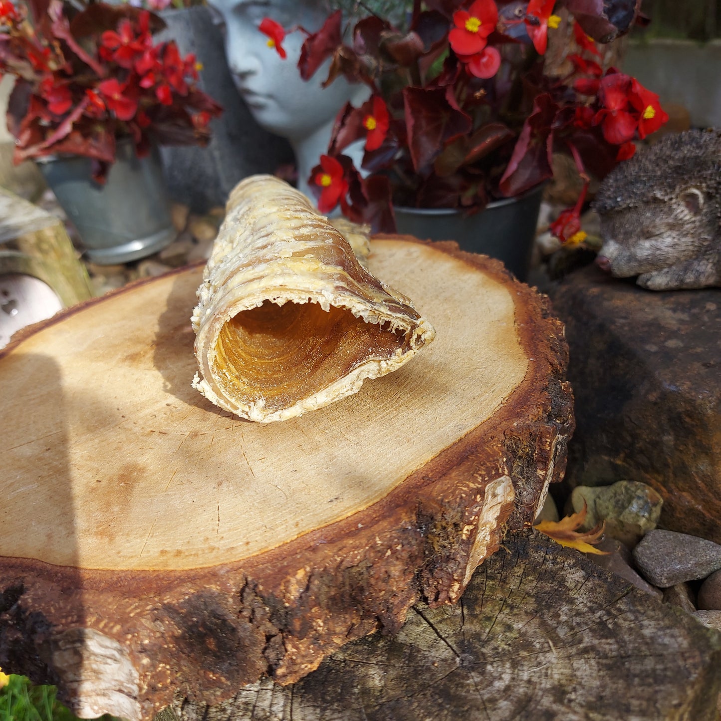 Beef trachea 12cm