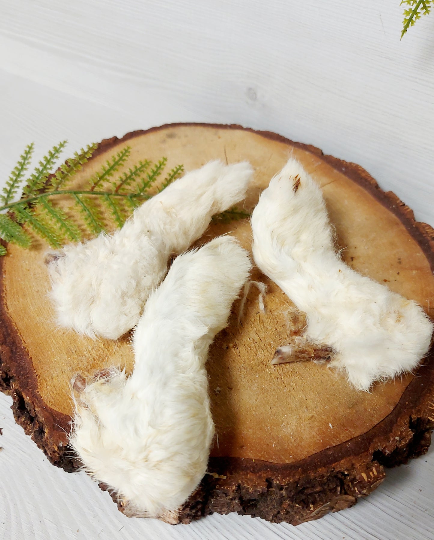 Furry rabbit feet