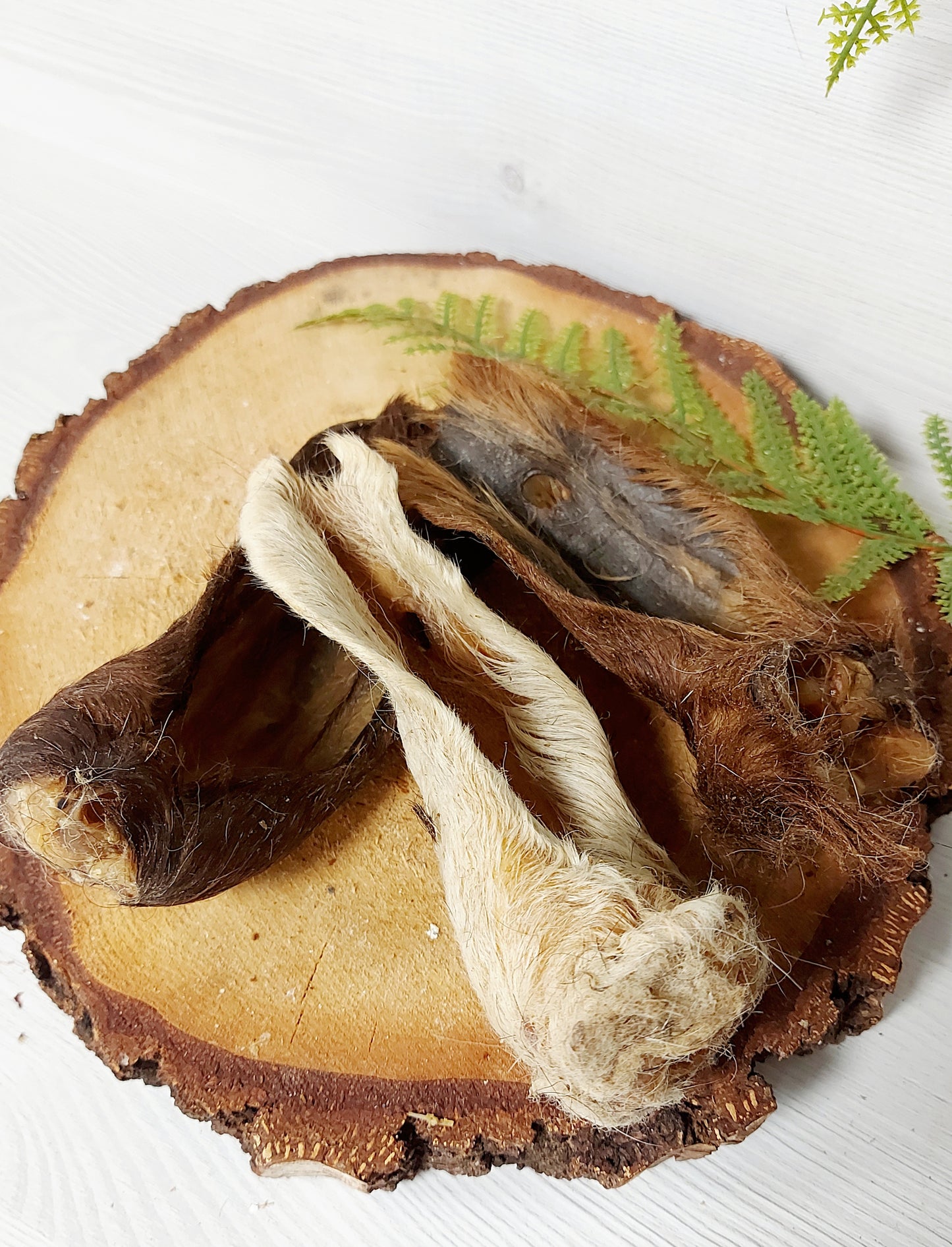 Hairy lamb ear