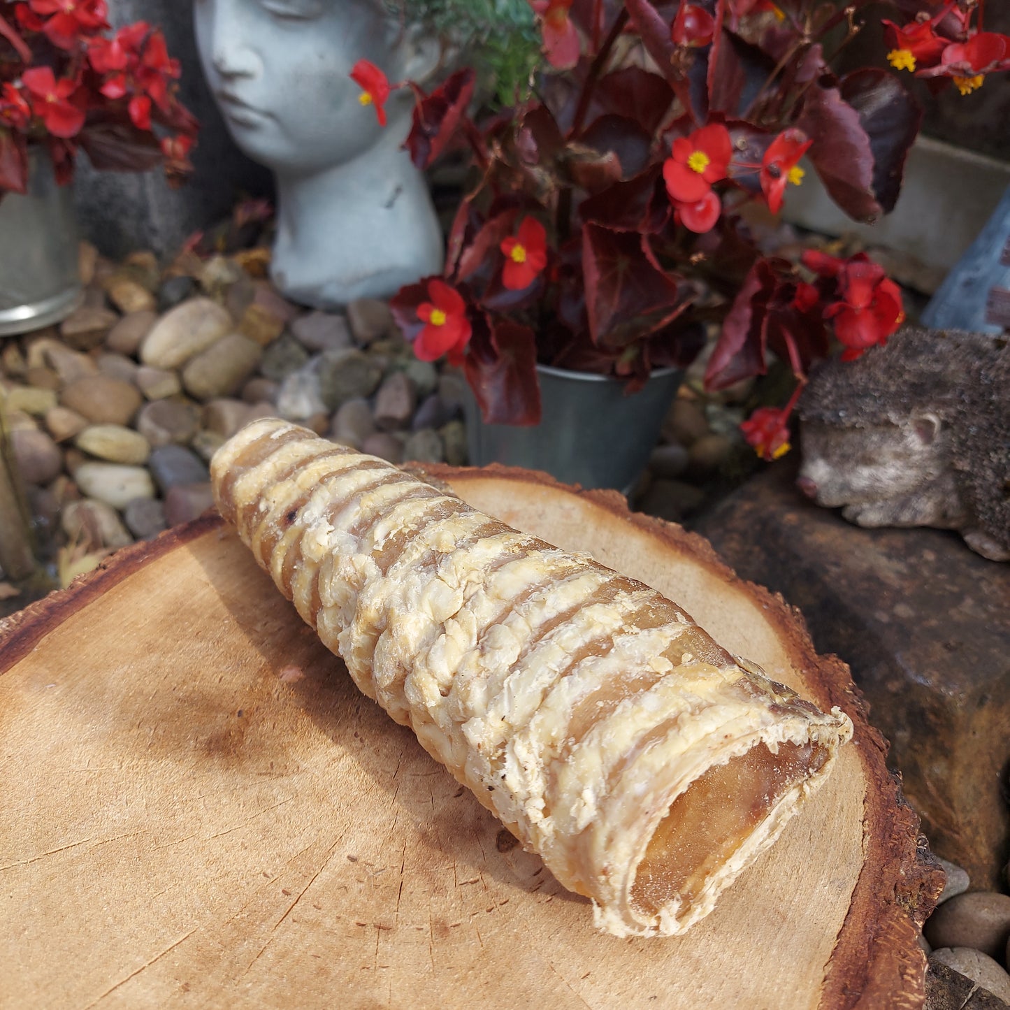 Beef trachea 12cm